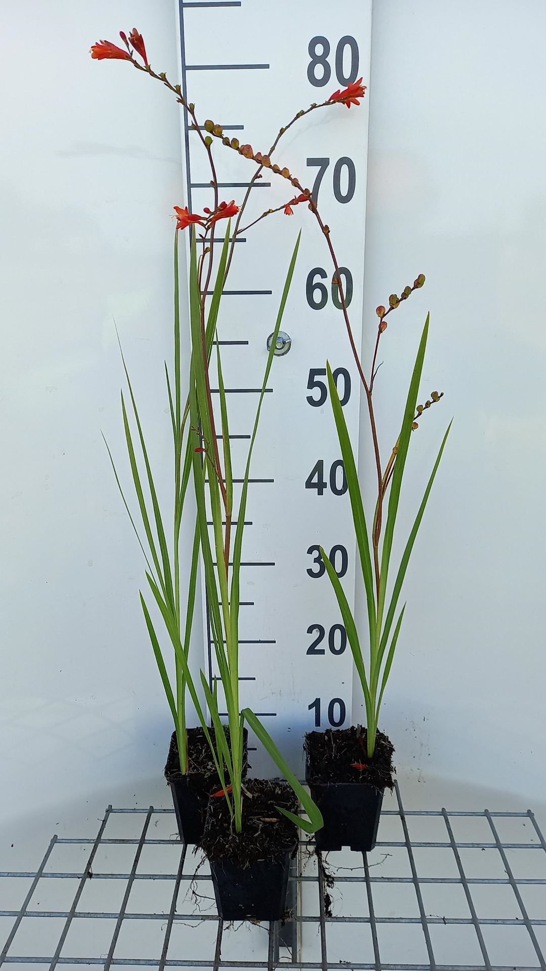 Crocosmia'Fire King'- pot 9x9 cm - afbeelding