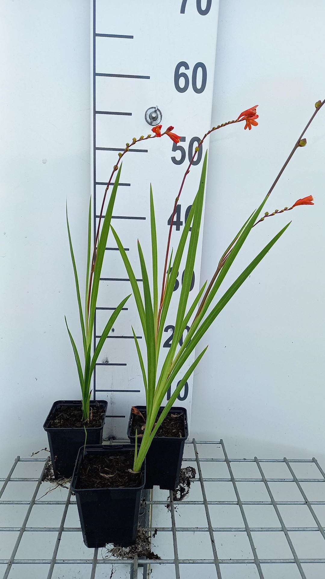 Crocosmia'Red King'- pot 9x9 cm afbeelding