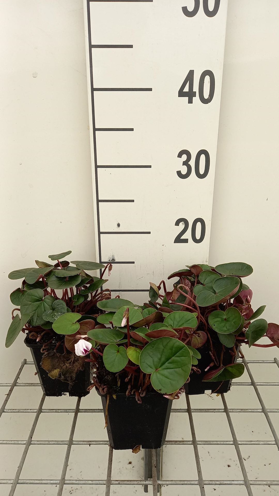 Cyclamen coum'Album'- pot 9x9 cm - Alpenviooltje afbeelding