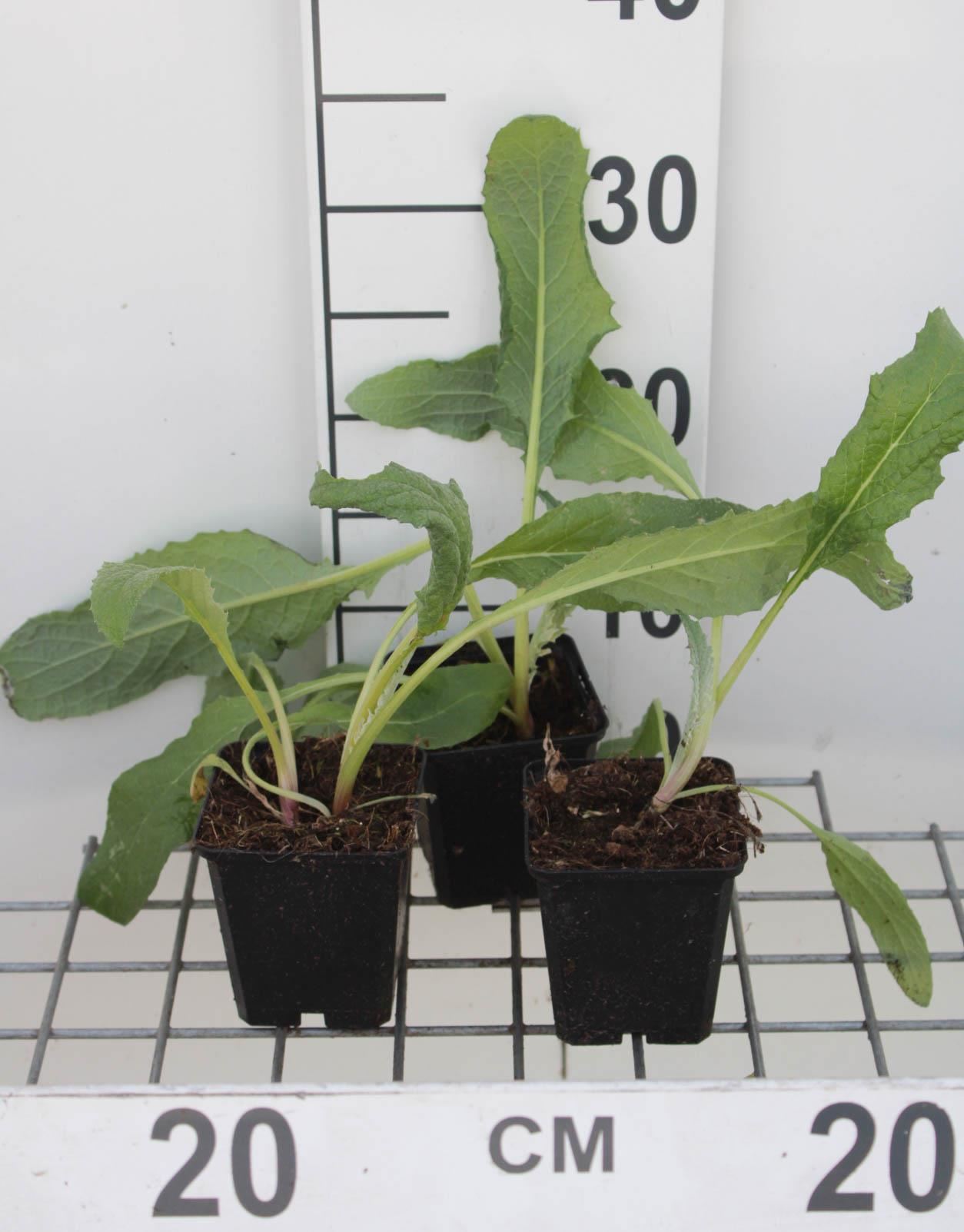 Kardoen - pot 9x9 cm (Cynara cardunculus) - Kardoen afbeelding