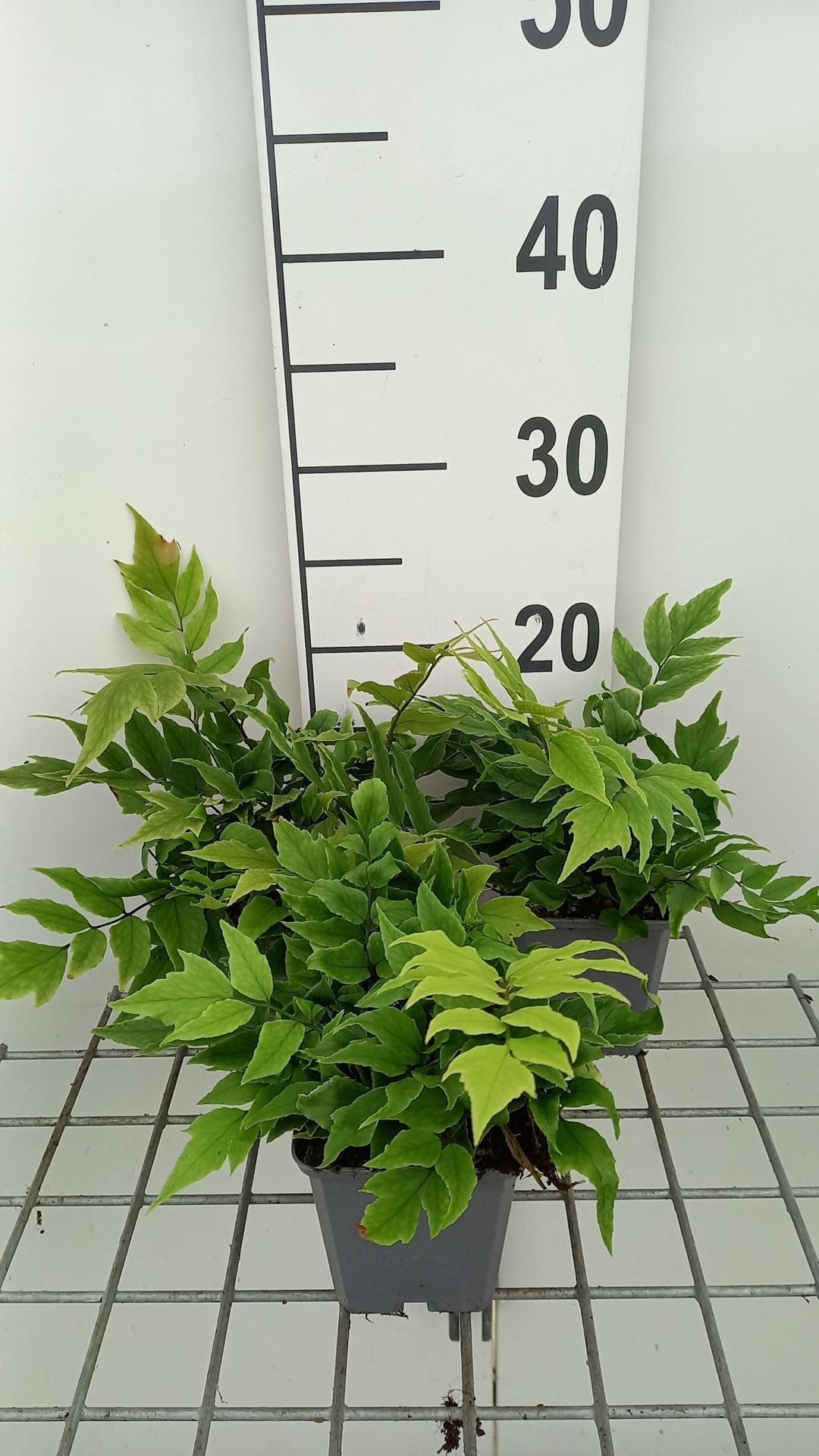 Cyrtomium fortunei var. clivicola - pot 9x9 cm - IJzervaren / Sikkelvaren afbeelding