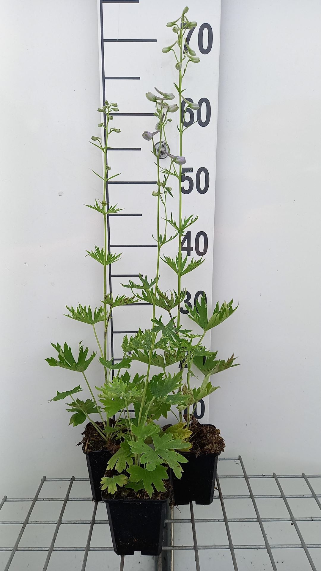 Delphinium'Cliveden Beauty'- pot 9x9 cm - Ridderspoor afbeelding