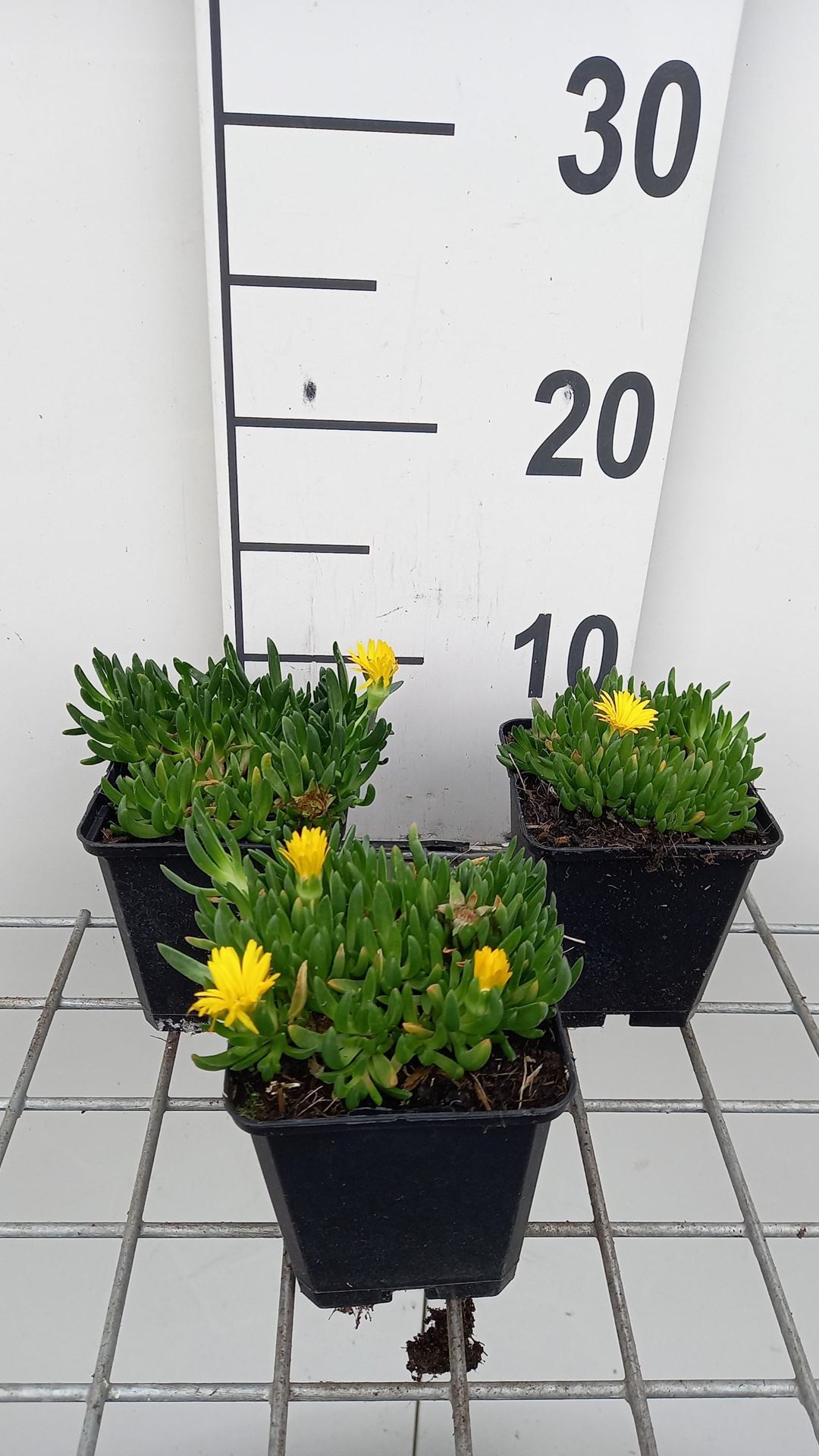 Delosperma congestum 'Gold Nugget' - pot 9x9 cm -