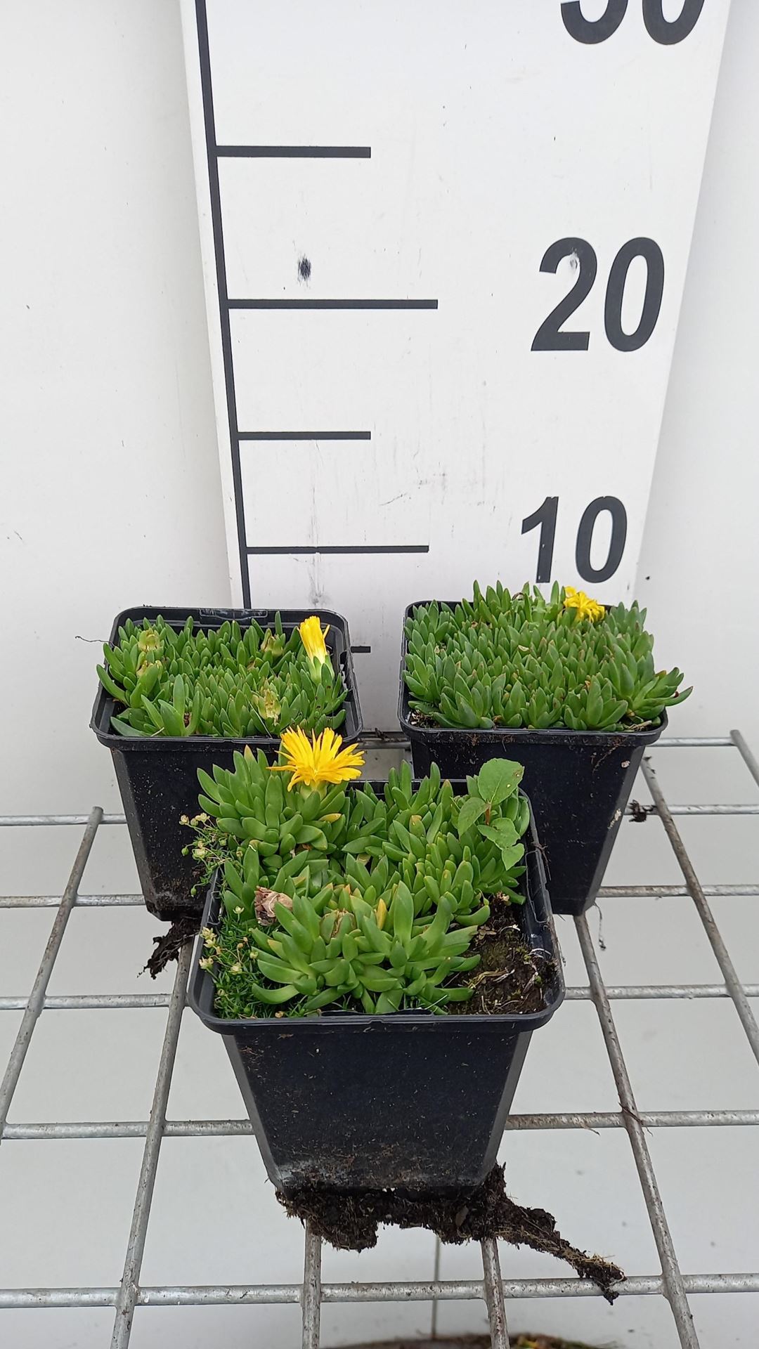 Delosperma congestum - pot 9x9 cm afbeelding