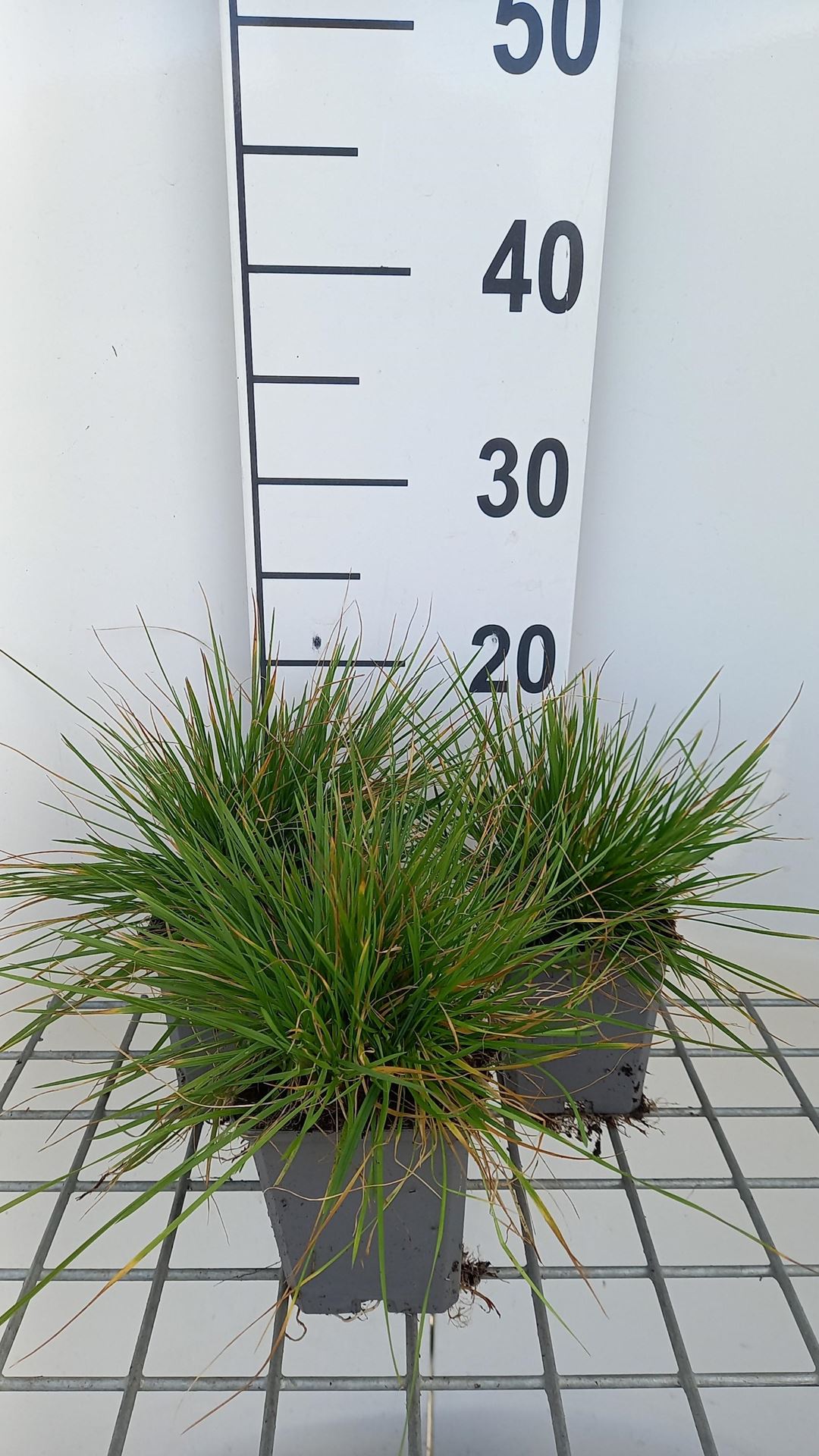 Deschampsia cespitosa'Pixie Fountain'- pot 9x9 cm afbeelding