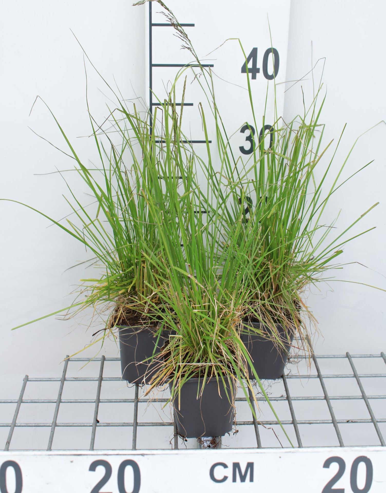 Deschampsia cespitosa'Tardiflora'- pot 9x9 cm afbeelding