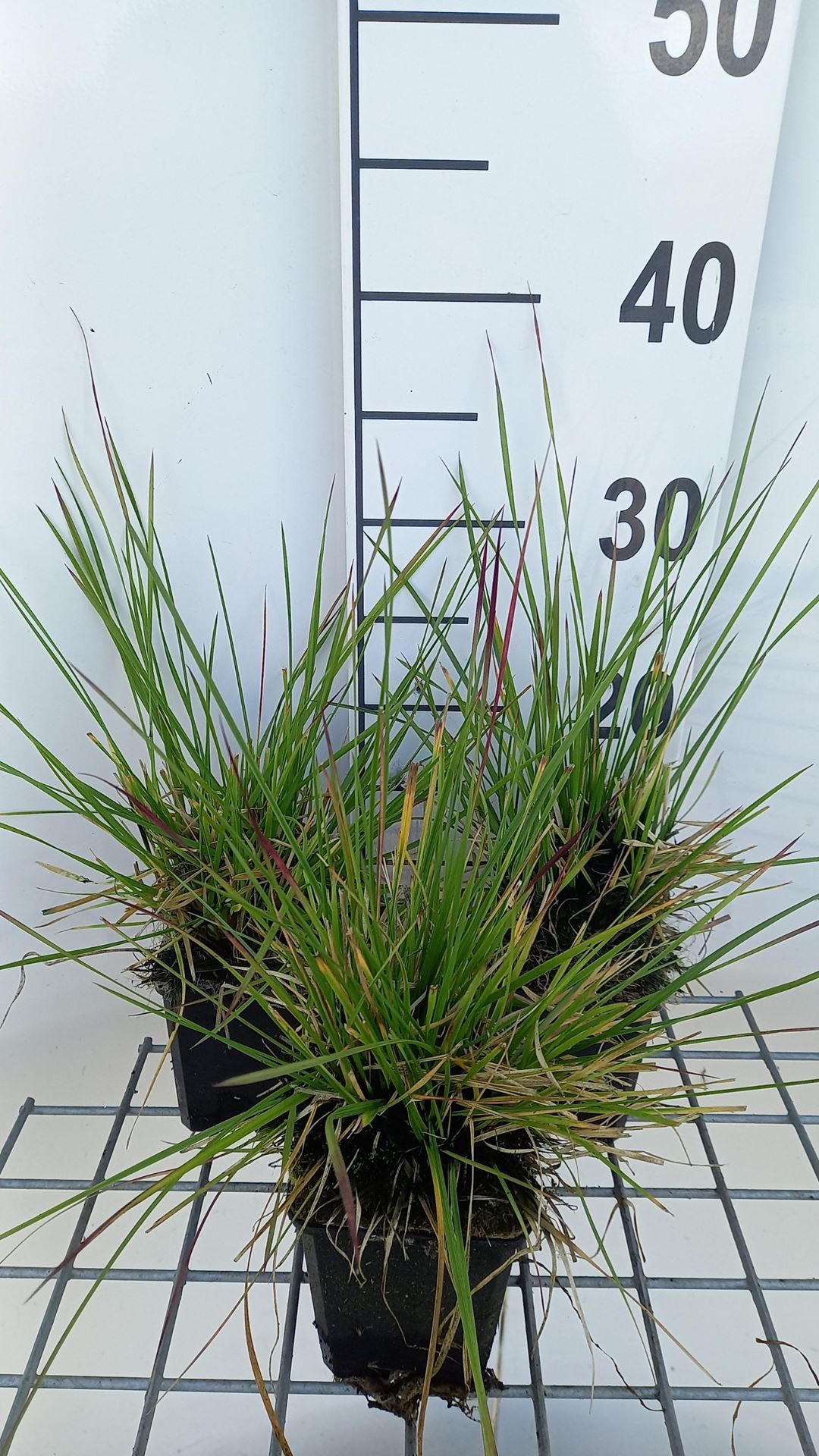 Deschampsia cespitosa'Tauträger'- pot 9x9 cm afbeelding