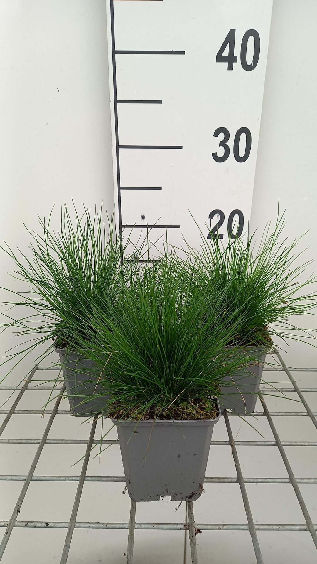 Deschampsia flexuosa - pot 9x9 cm afbeelding