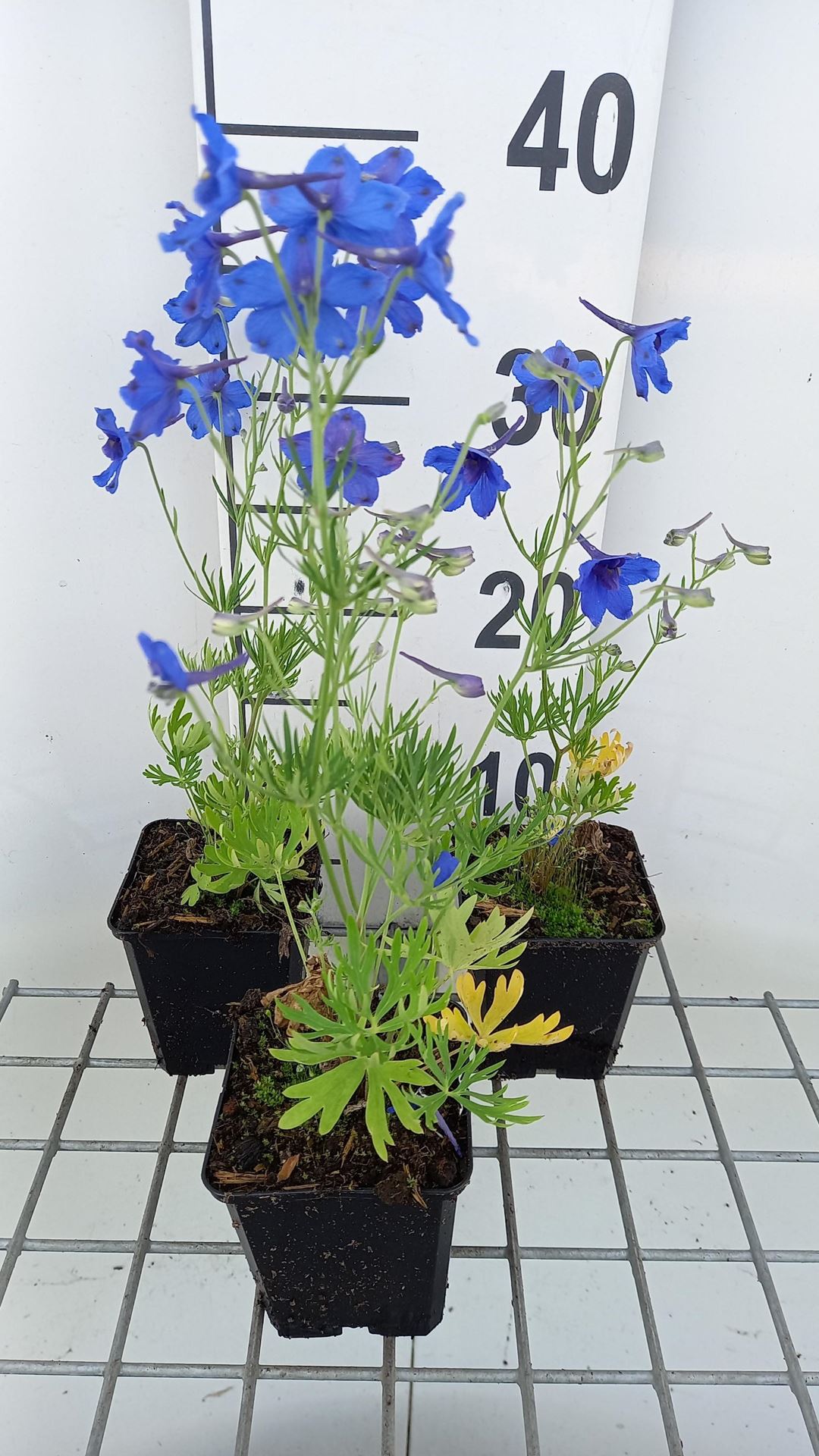 Delphinium grandiflorum'Blauer Zwerg'- pot 9x9 cm - Ridderspoor afbeelding