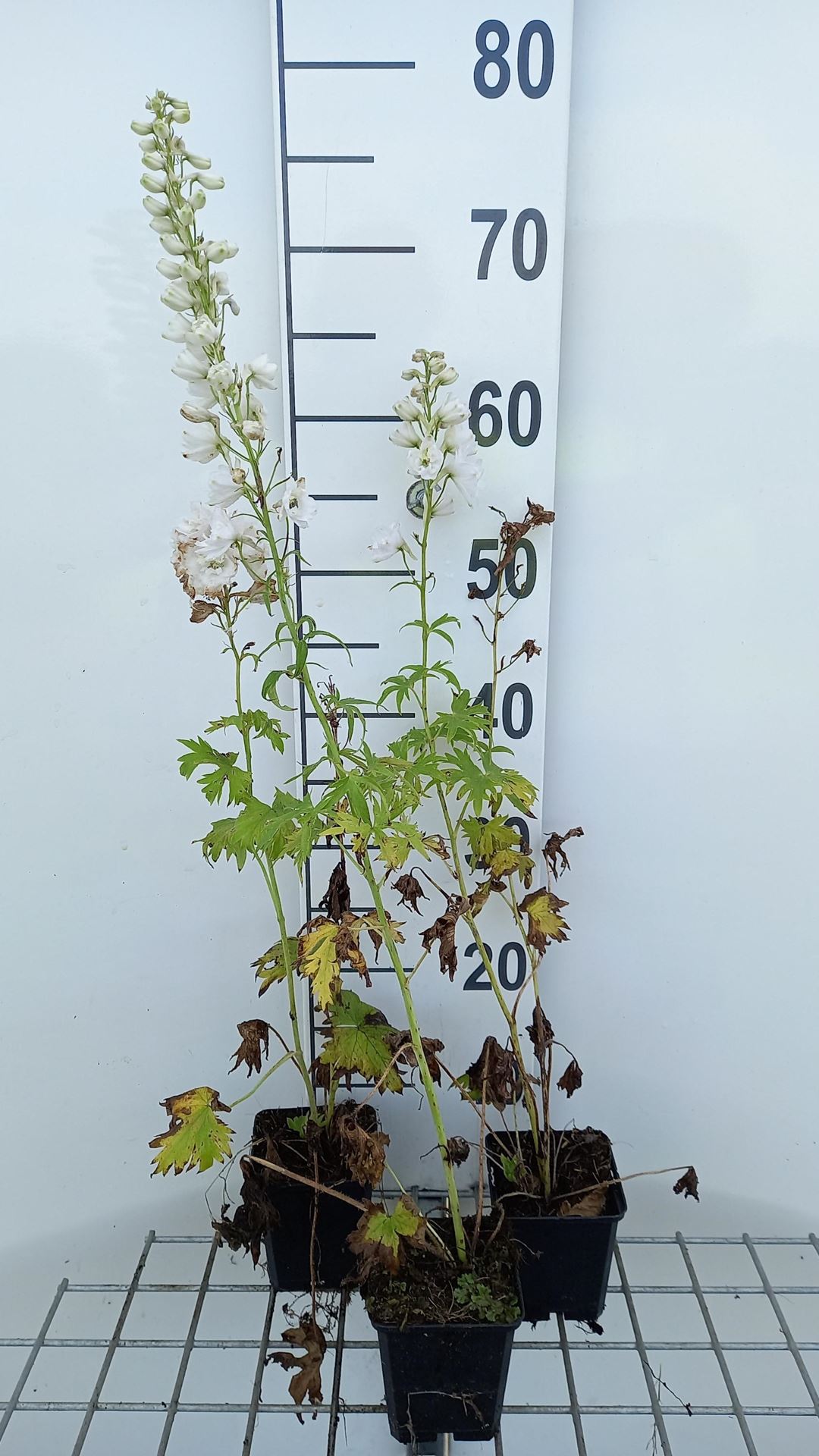 Delphinium'M.f.'pure white - pot 9x9 cm afbeelding