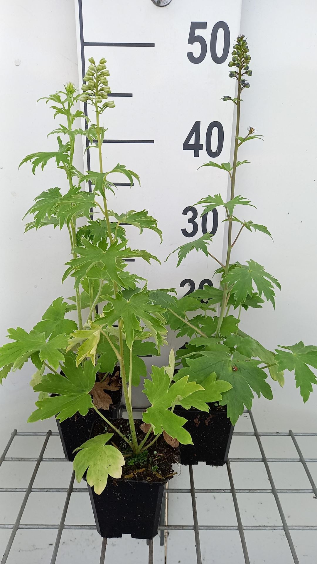 Delphinium'Summer Skies'- pot 9x9 cm - Ridderspoor afbeelding