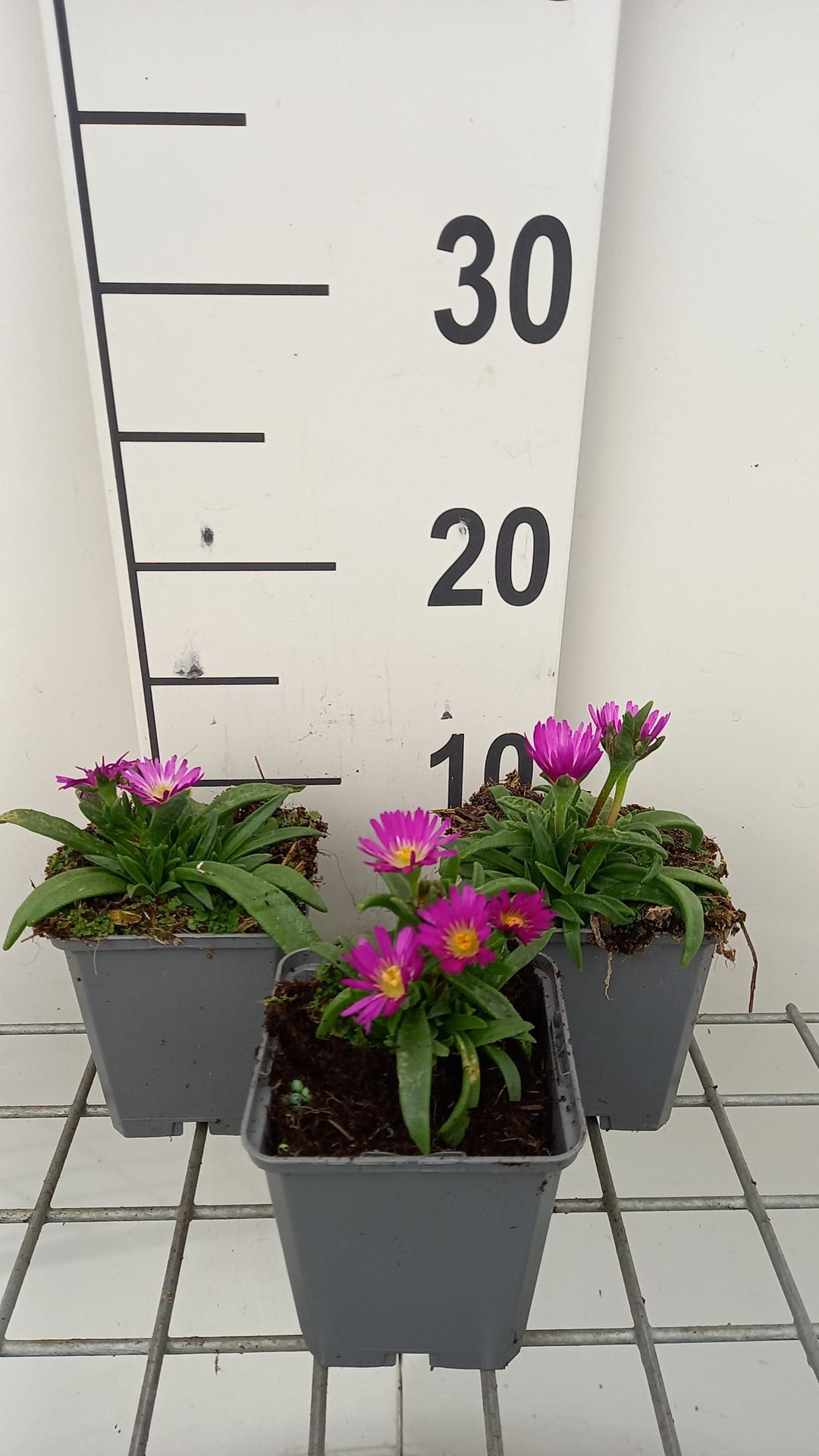 Delosperma sutherlandii - pot 9x9 cm - IJsbloem afbeelding