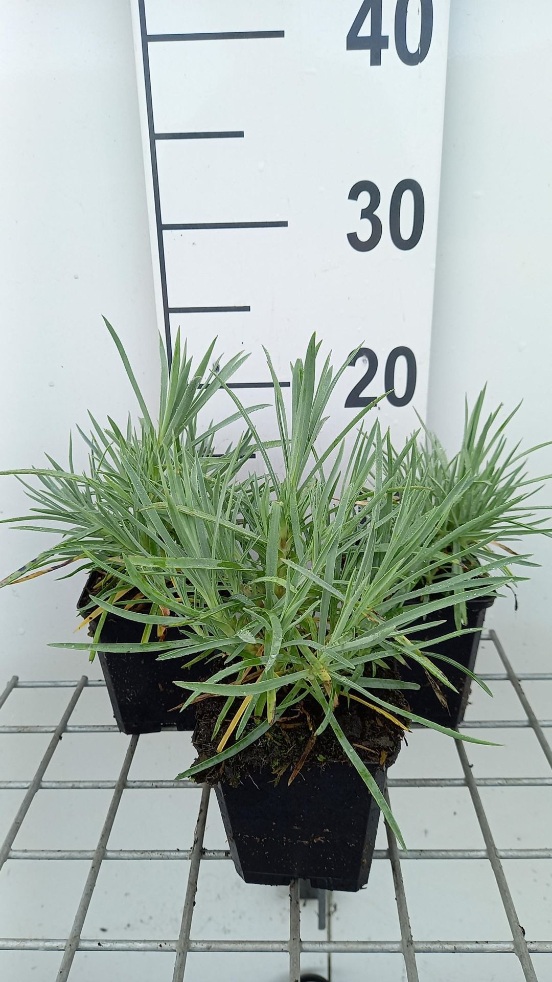 Dianthus'Albus Plenus'- pot 9x9 cm afbeelding