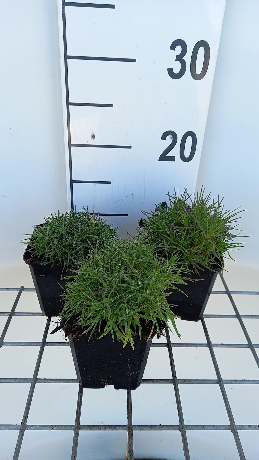 Dianthus arenarius - pot 9x9 cm afbeelding