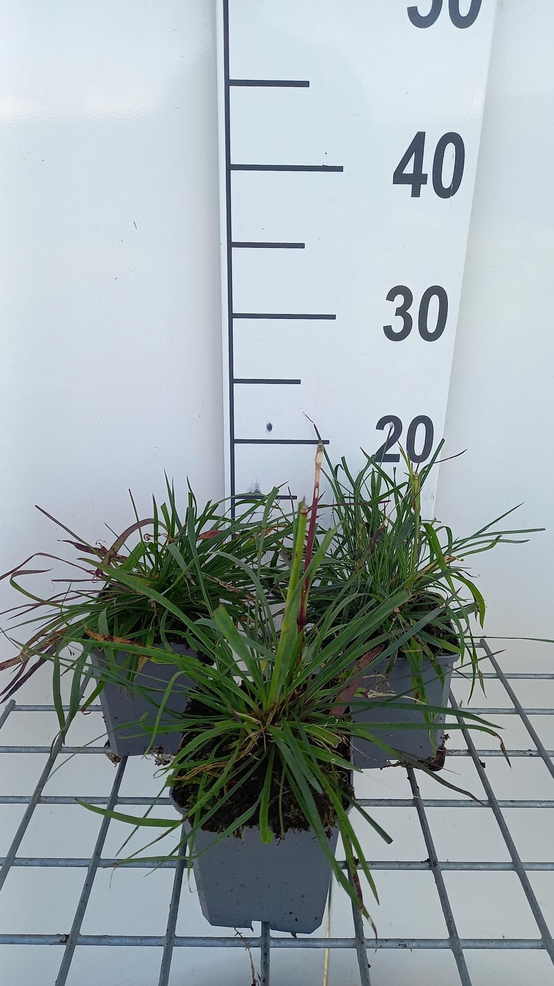 Dianthus carthusianorum - pot 9x9 cm afbeelding