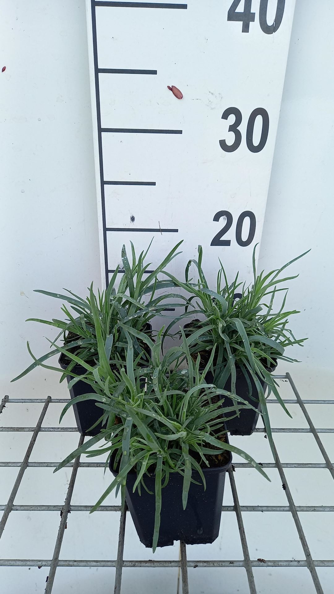 Dianthus caryophyllus - pot 9x9 cm afbeelding