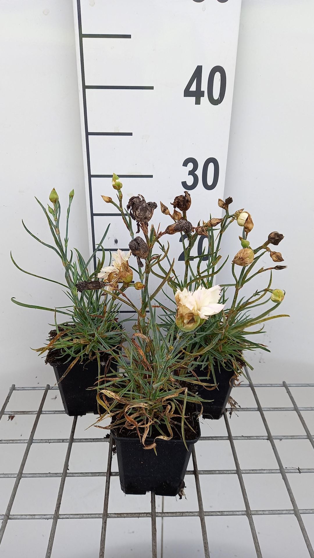 Dianthus'Devon Cream'- pot 9x9 cm afbeelding