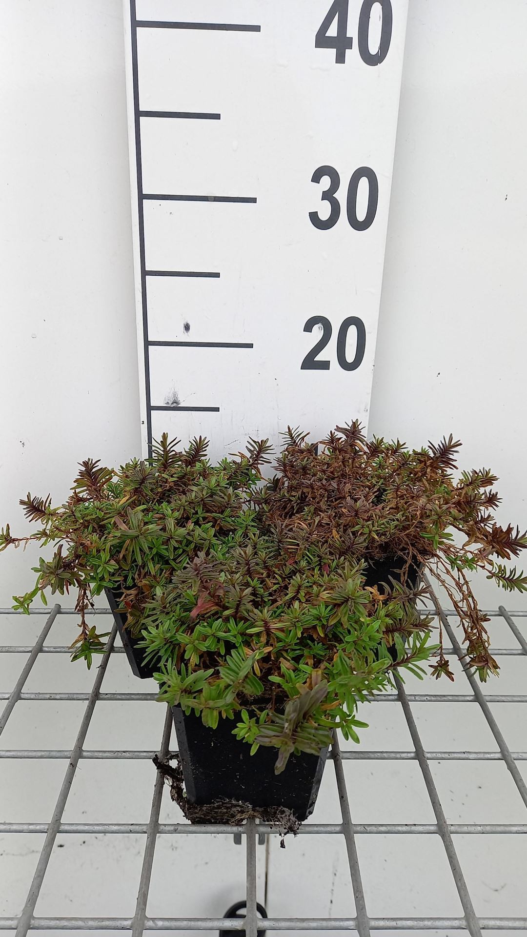 Dianthus deltoides'Flashing Light'- pot 9x9 cm - Steenanjer afbeelding