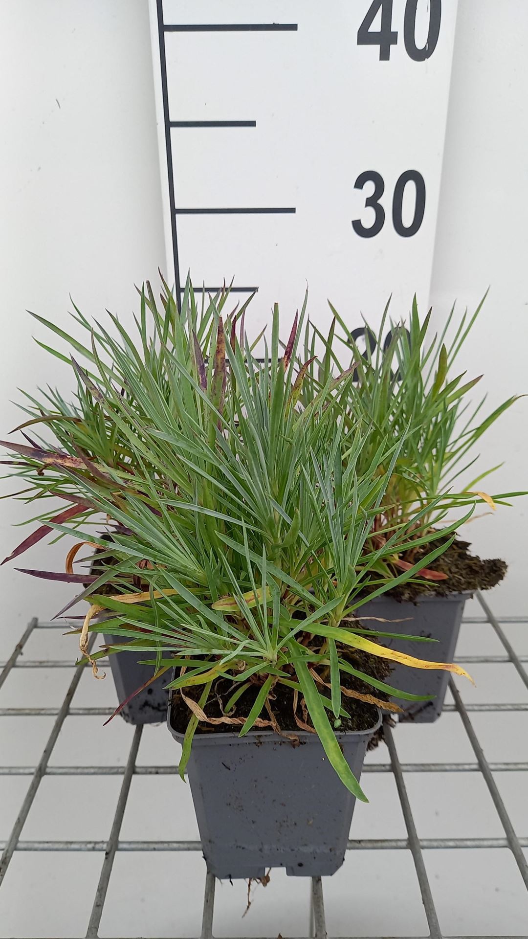 Dianthus'Double Rose'- pot 9x9 cm afbeelding