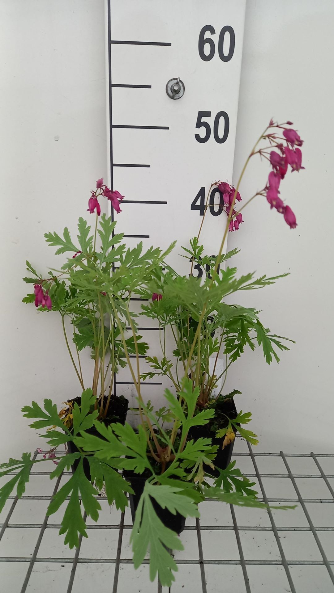 Dicentra formosa 'Bacchanal' - pot 9x9 cm