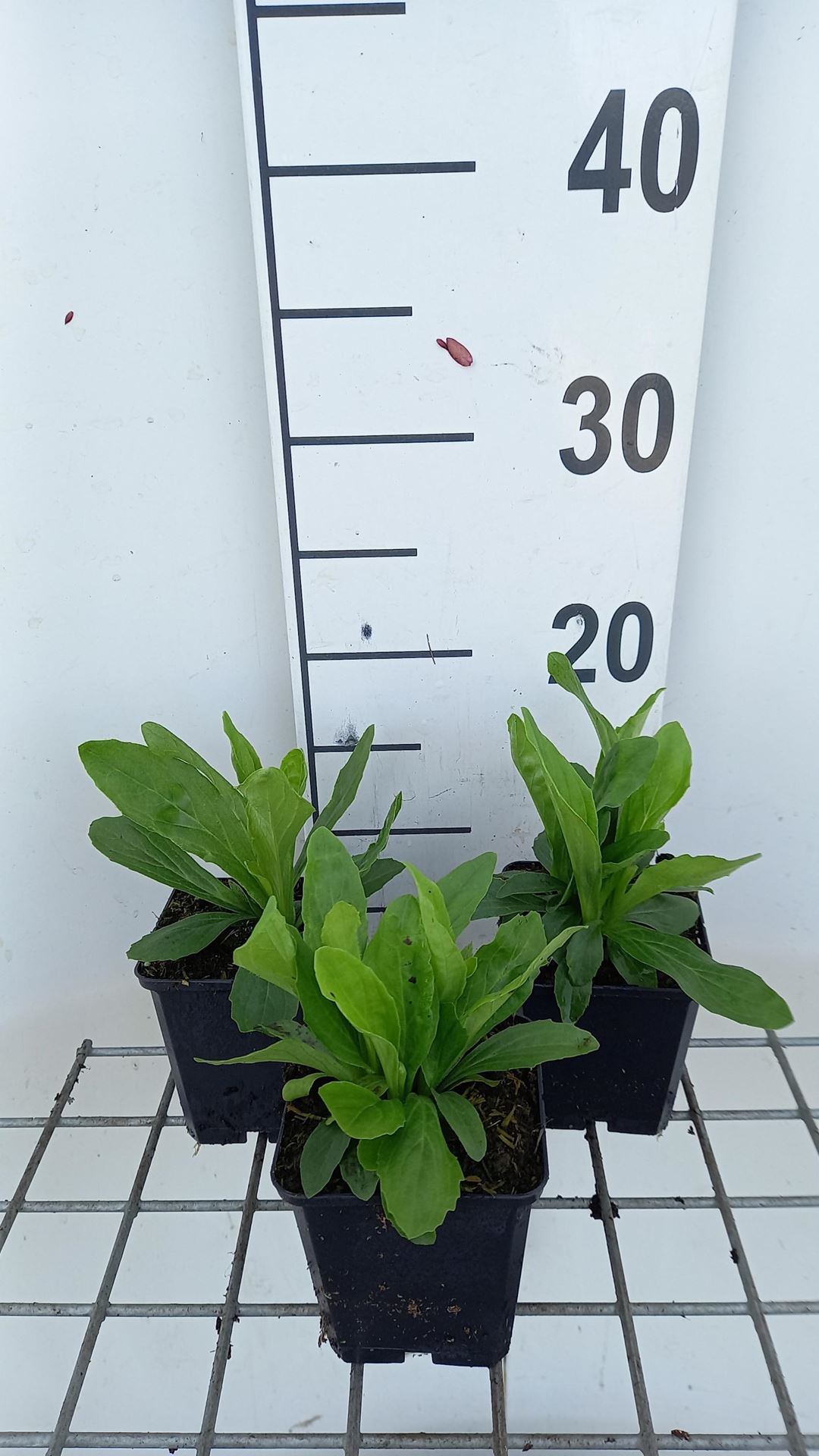 Digitalis ferruginea'Gelber Herold'- pot 9x9 cm afbeelding