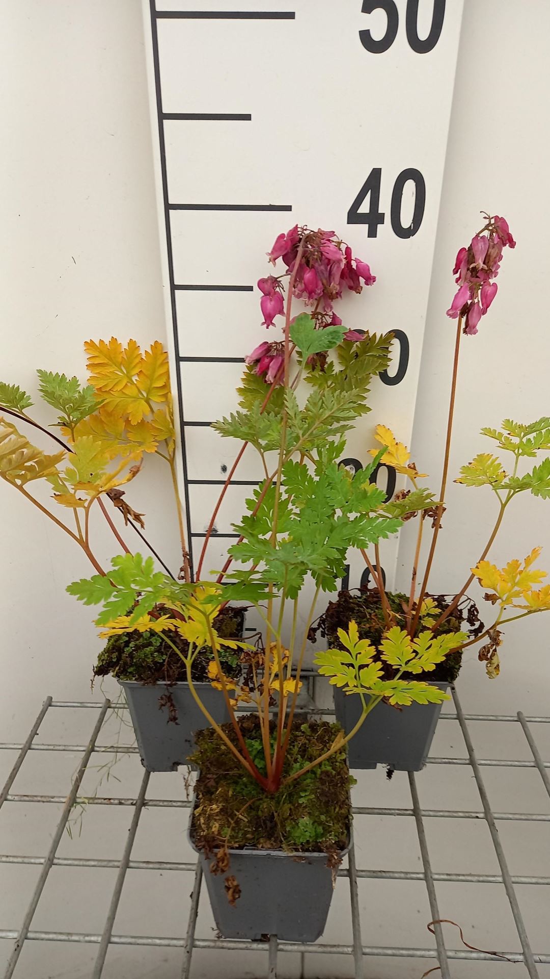 Dicentra formosa'Luxuriant'- pot 9x9 cm afbeelding