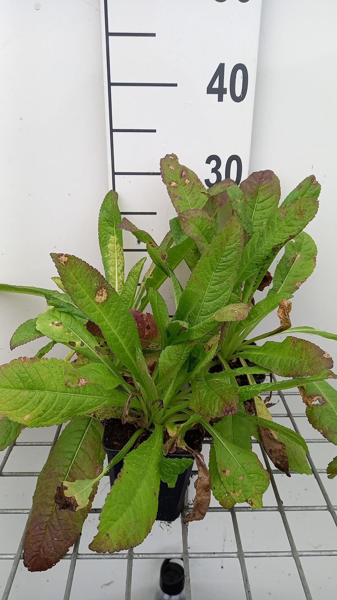 Dipsacus fullonum - pot 9x9 cm - Grote kaardenbol / Wilde kaardenbol afbeelding