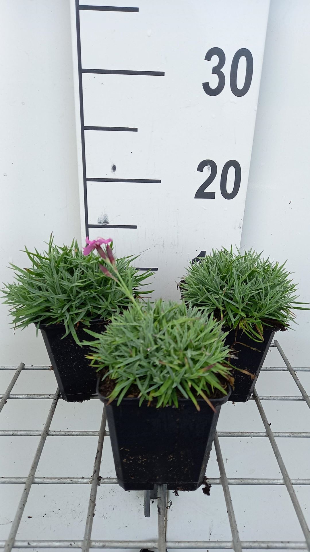 Dianthus gratianopolitanus'Eydangeri'- pot 9x9 cm - afbeelding