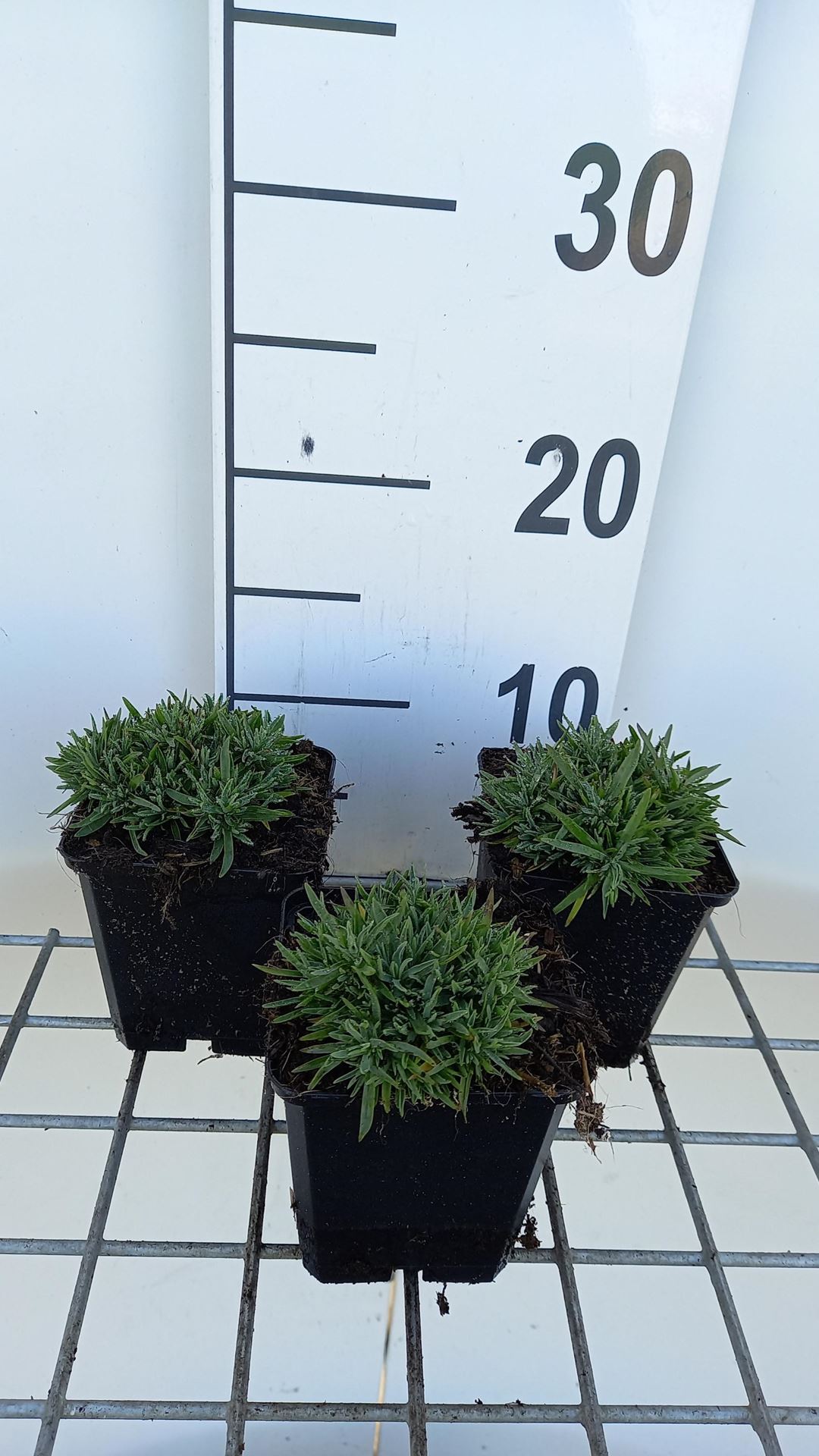 Dianthus gratianopolitanus'Pink Jewel'- pot 9x9 cm afbeelding