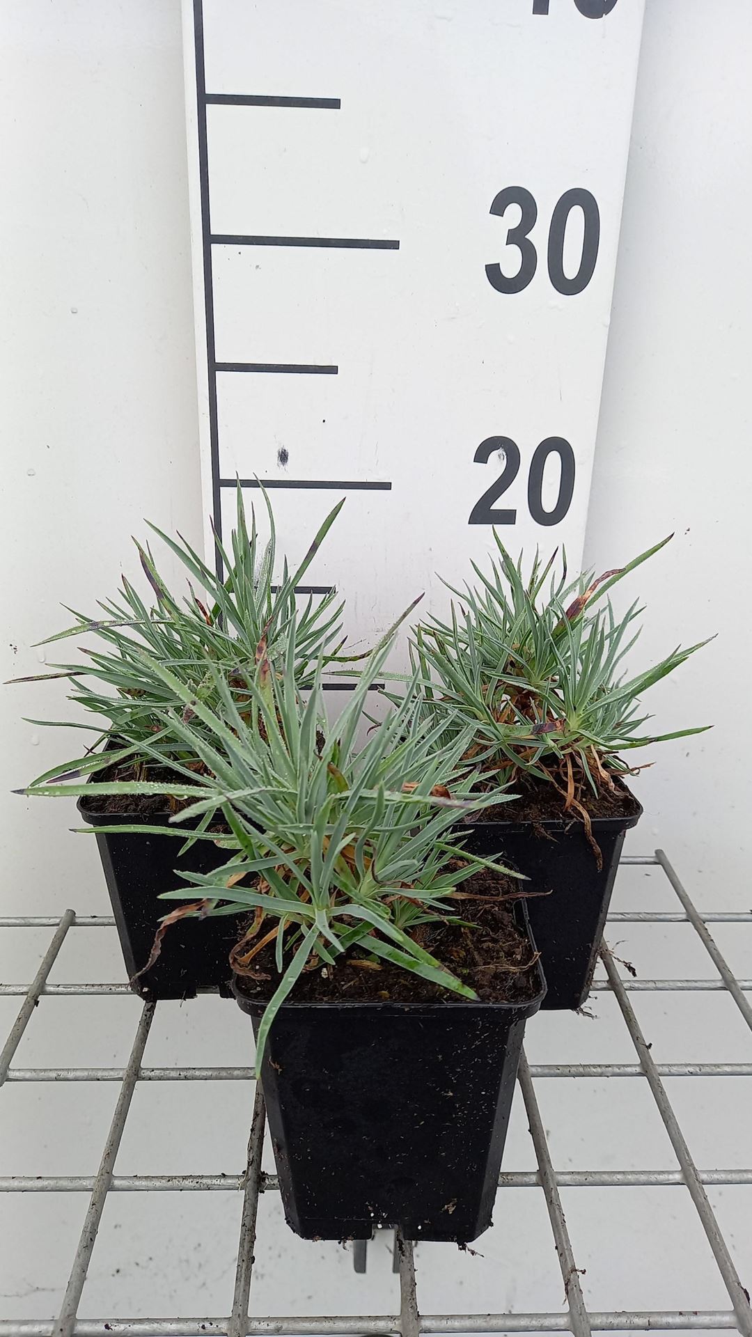 Dianthus gratianopolitanus'Rotkäppchen'- pot 9x9 cm afbeelding