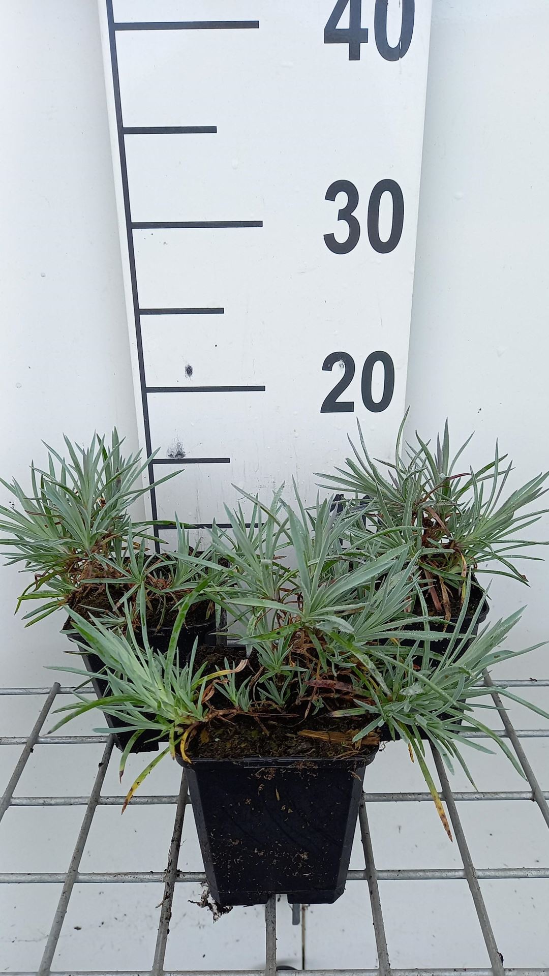 Dianthus'Ine'- pot 9x9 cm afbeelding