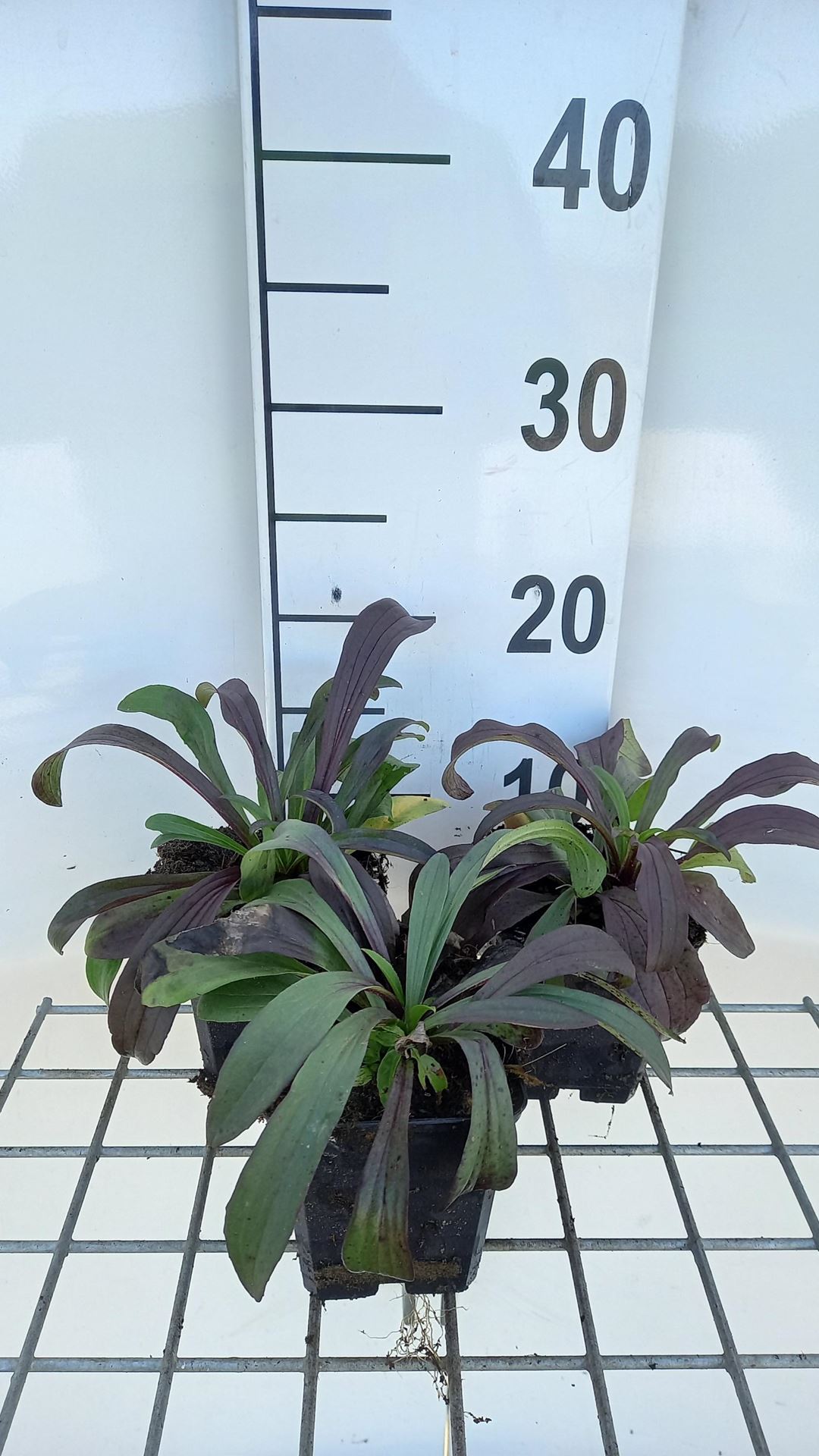 Digitalis lanata - pot 9x9 cm afbeelding