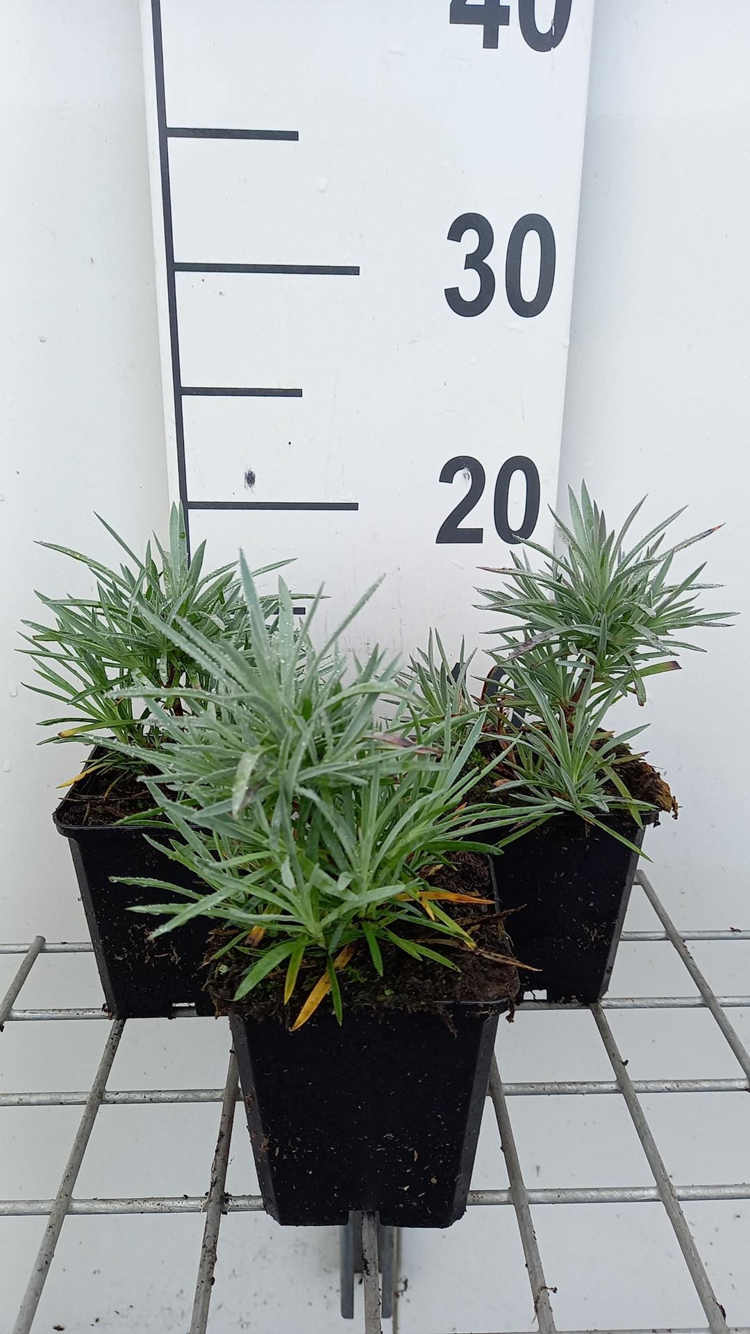 Dianthus'Maggie'- pot 9x9 cm afbeelding