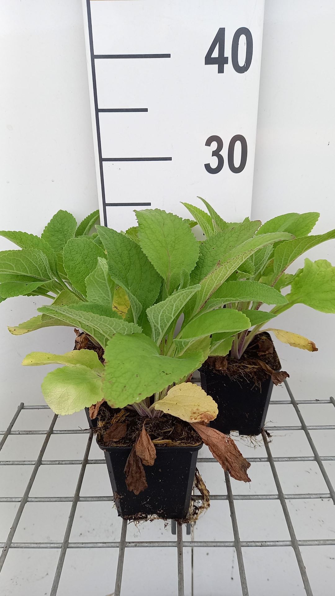 Digitalis purpurea'Pam's Choice'- pot 9x9 cm afbeelding