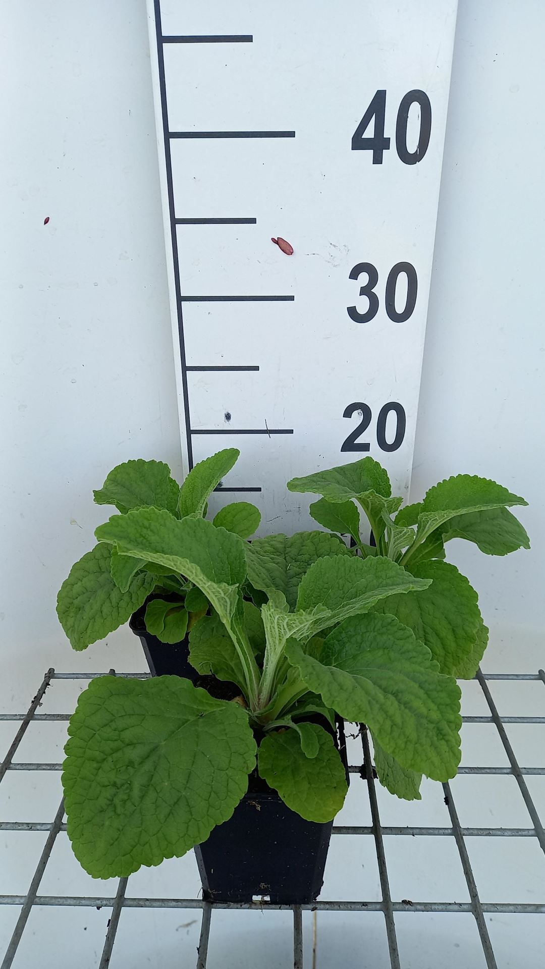 Digitalis purpurea'Sutton's Apricot'- pot 9x9 cm - Vingerhoedskruid afbeelding