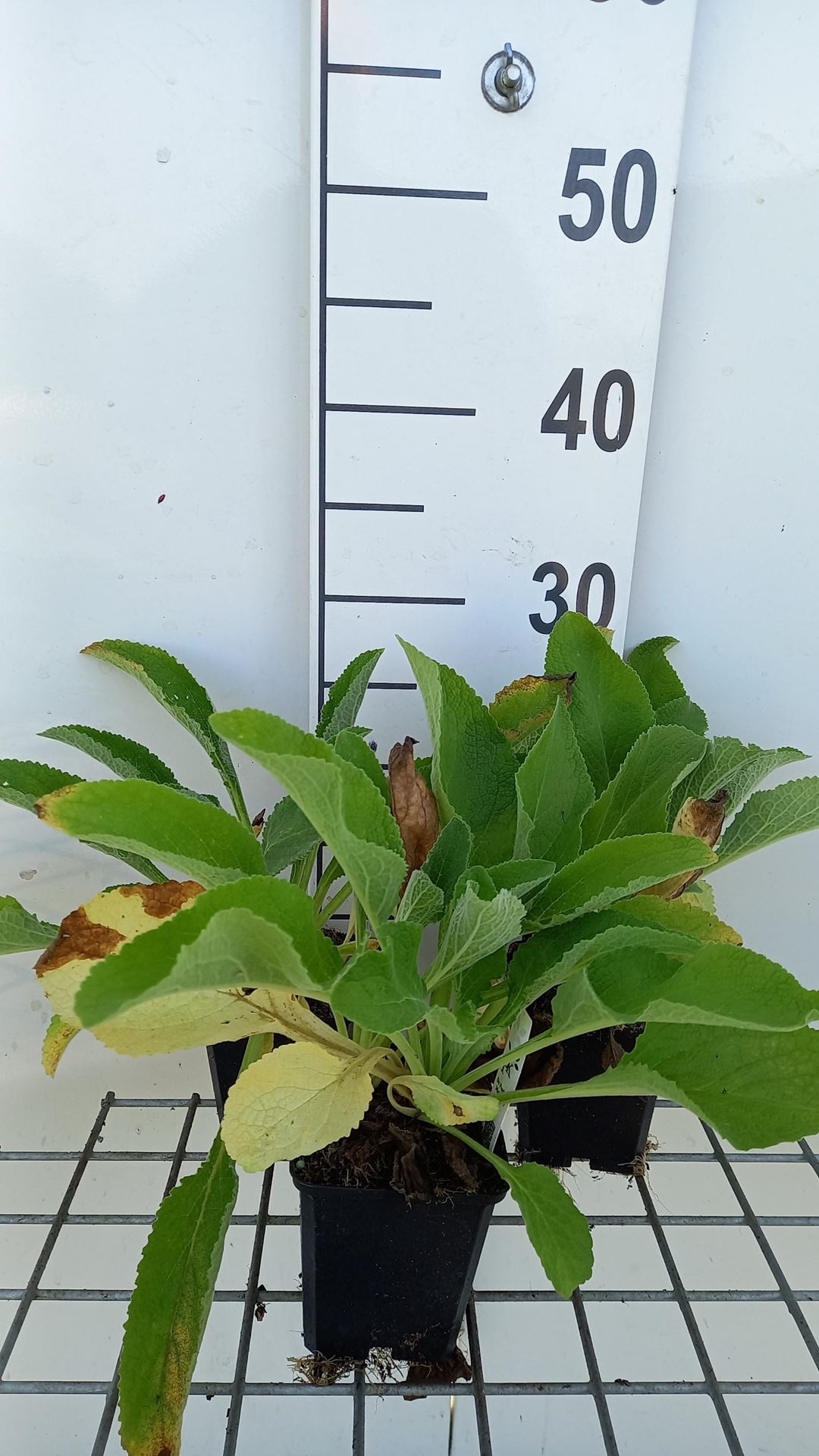 Digitalis purpurea'Snow Thimble'- pot 9x9 cm - afbeelding