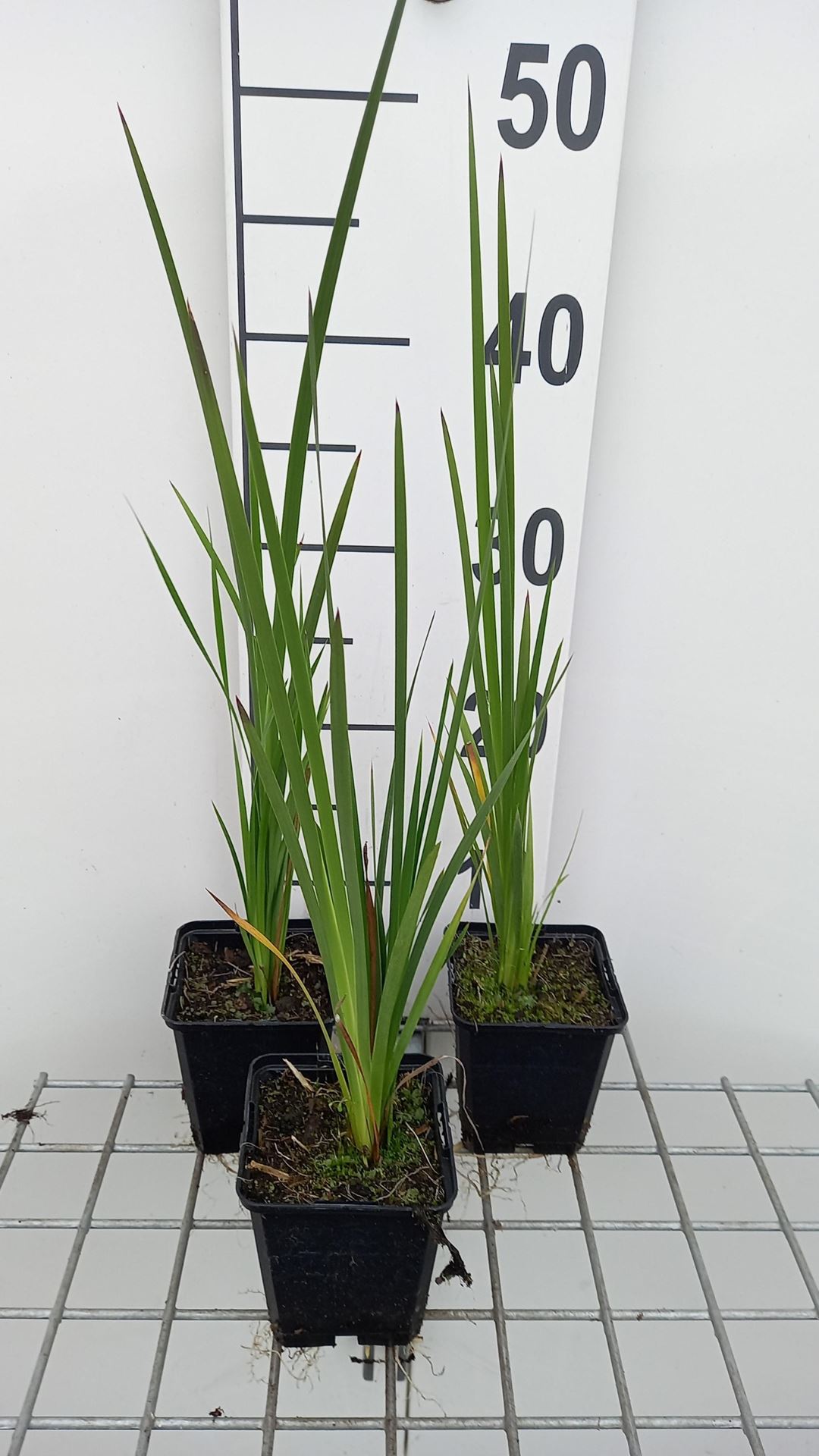 Dierama pulcherrimum - pot 9x9 cm -