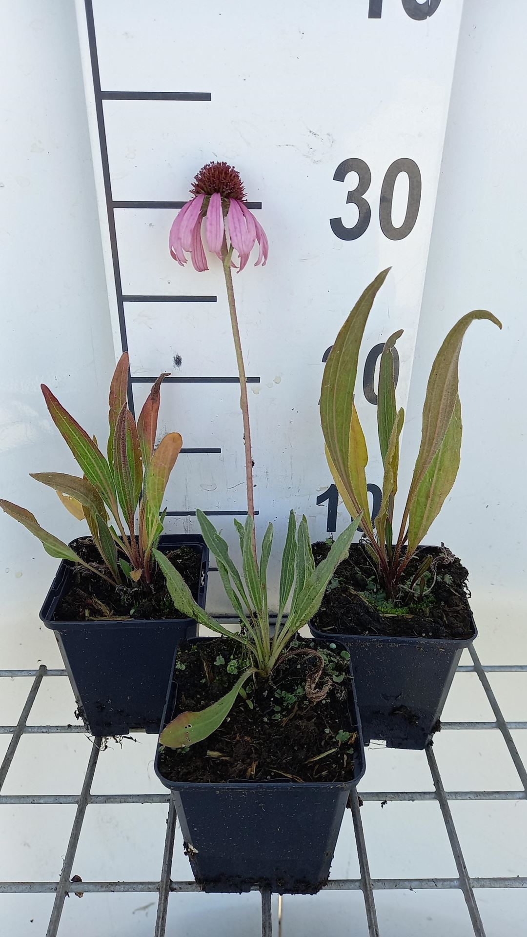 Echinacea angustifolia - pot 9x9 cm -