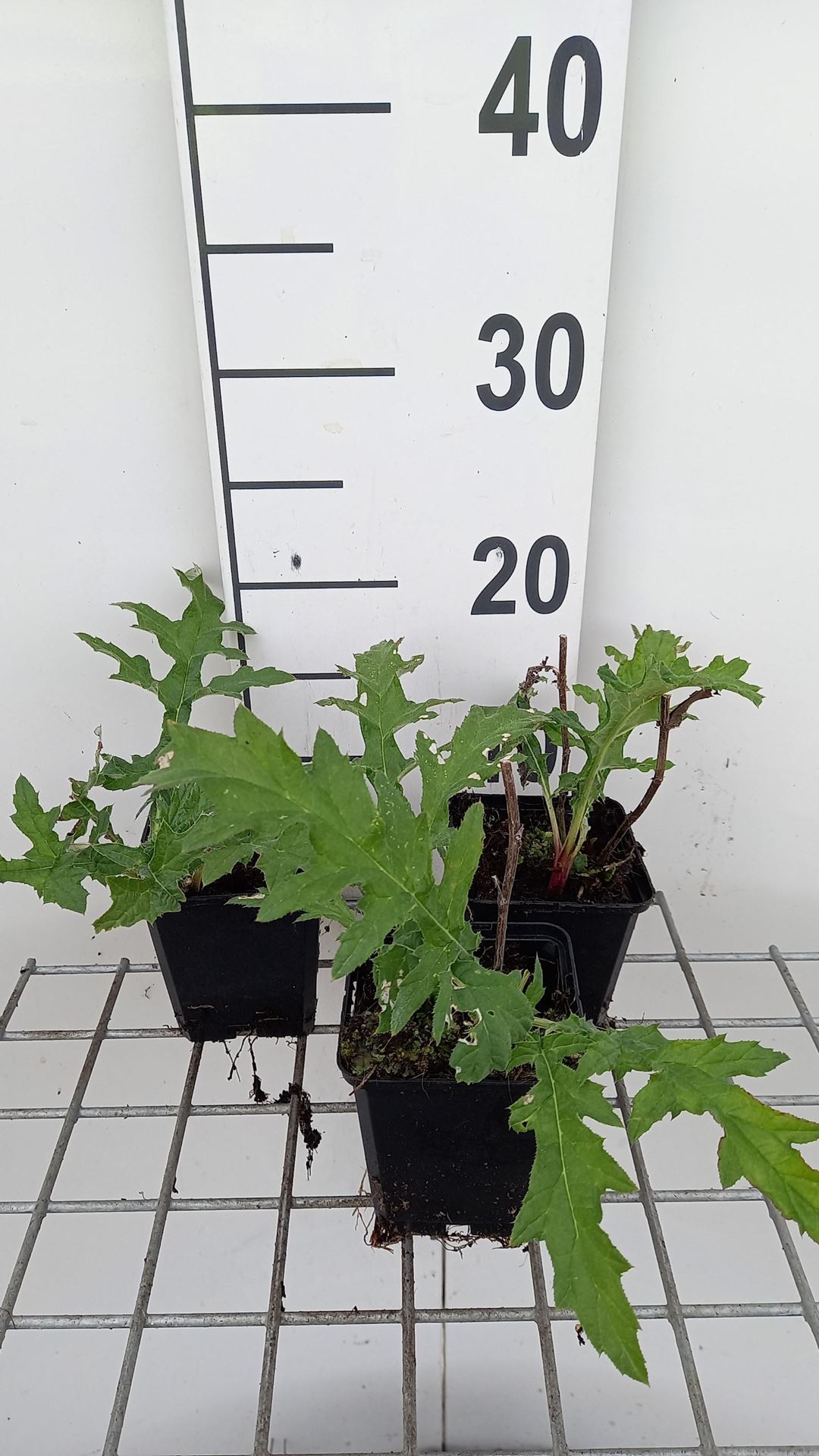 Echinops bannaticus'Taplow Blue'- pot 9x9 cm afbeelding
