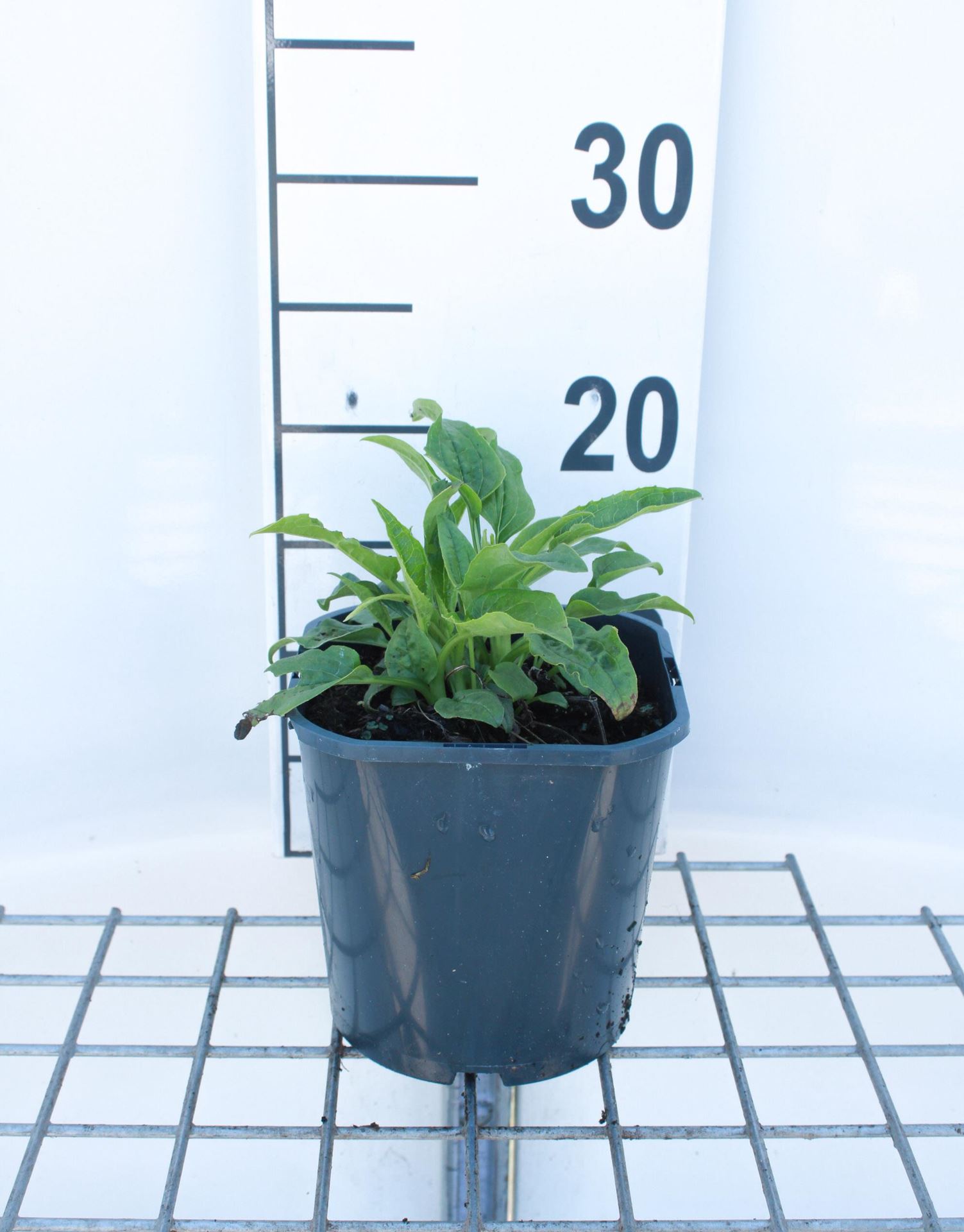 Echinacea purpurea'Alba'- pot 2L - afbeelding