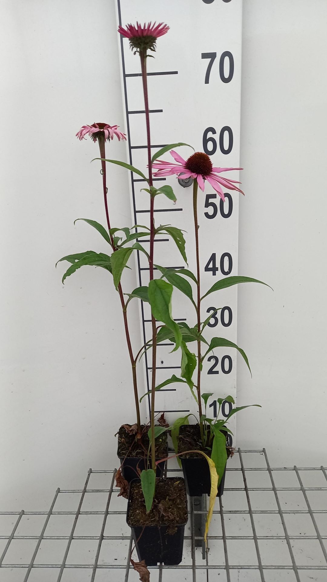 Echinacea purpurea'Augustkönigin'- pot 9x9 cm afbeelding