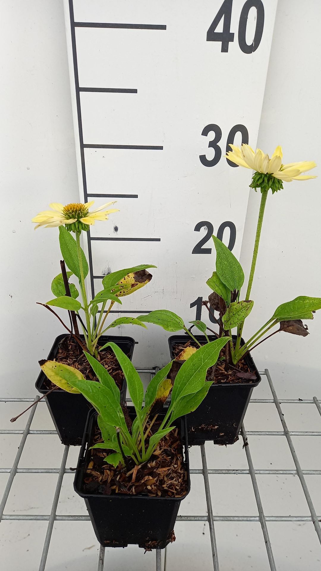 Echinacea 'Chiquita' - pot 9x9 cm