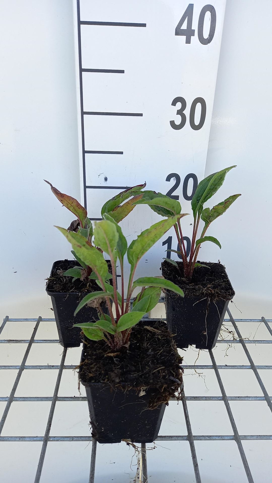 Echinacea'Delicious Candy'- pot 9x9 cm afbeelding