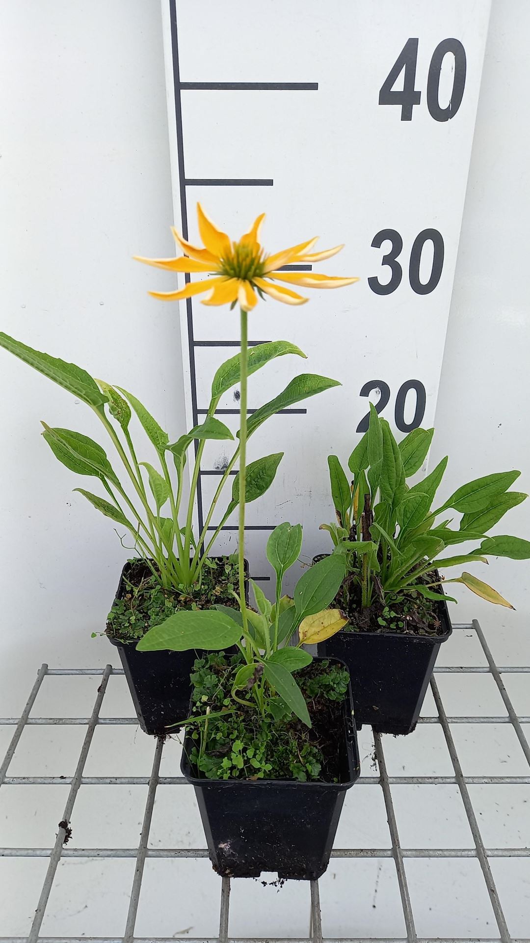 Echinacea purp.'Espinoso Yellow'- pot 9x9 cm - afbeelding