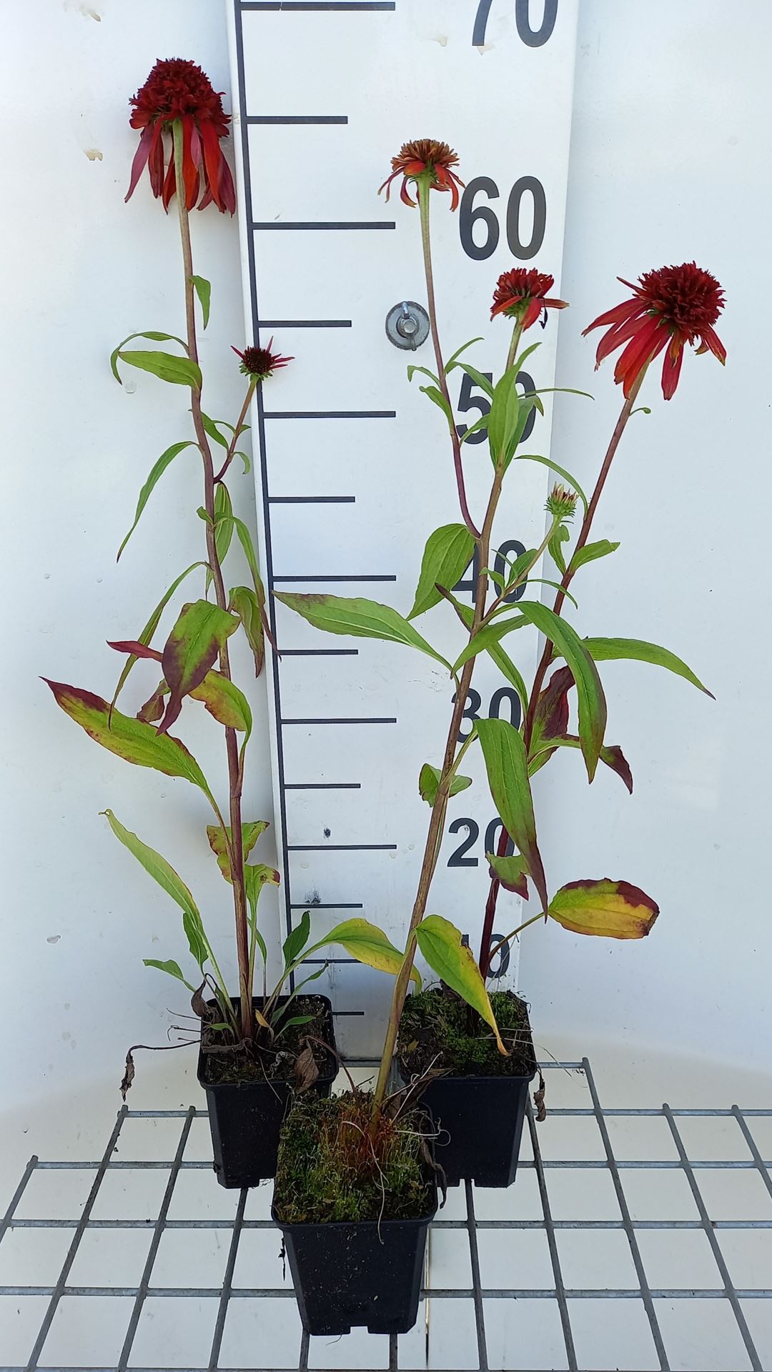 Echinacea 'Hot Papaya' - pot 9x9 cm