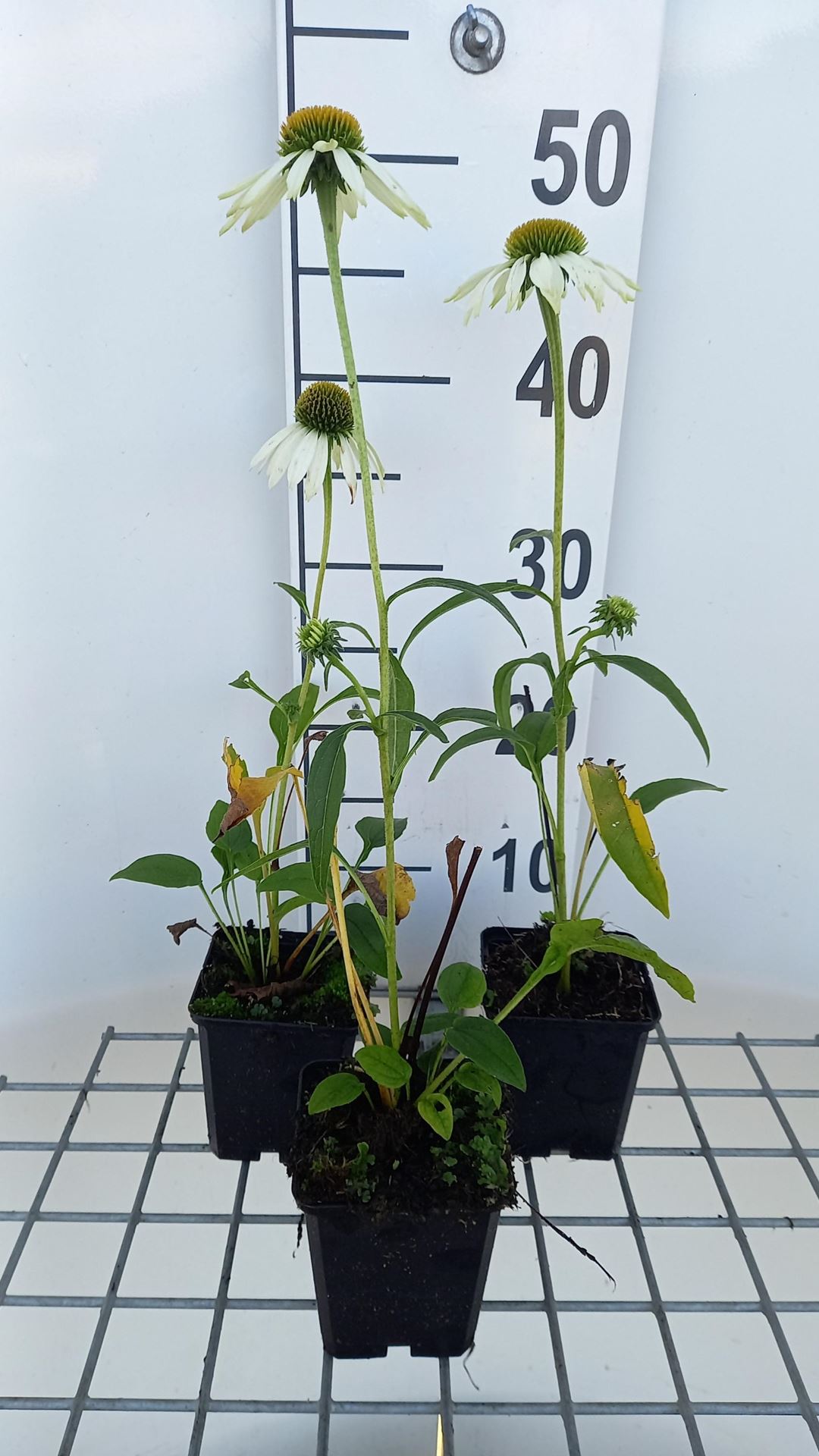 Echinacea purpurea'Happy Star'- pot 9x9 cm afbeelding