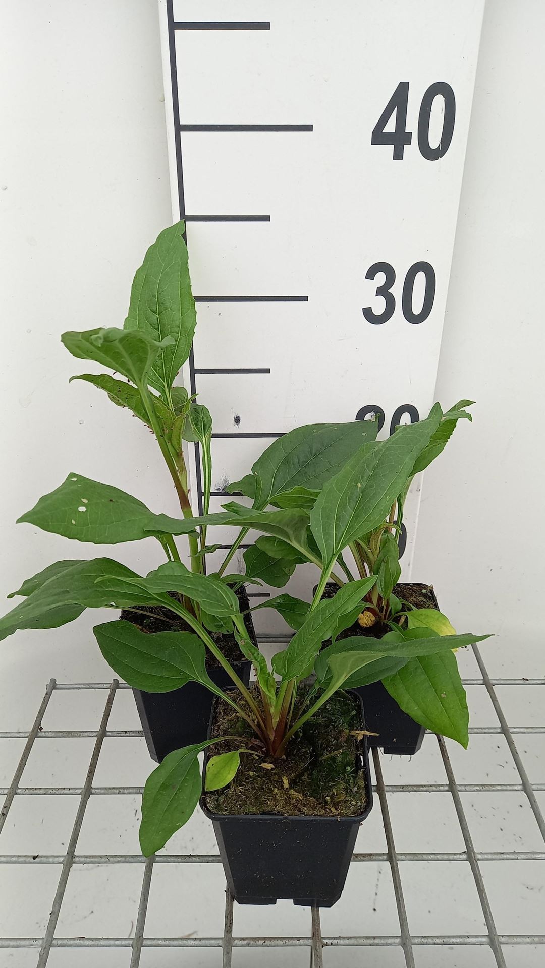 Echinacea'Hot Summer'- pot 9x9 cm afbeelding