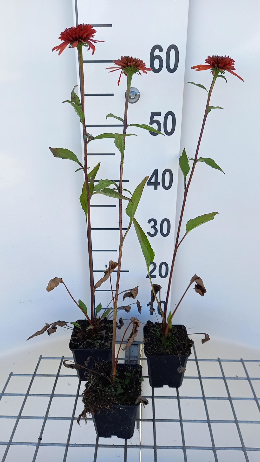 Echinacea 'Irresistible' - pot 9x9 cm