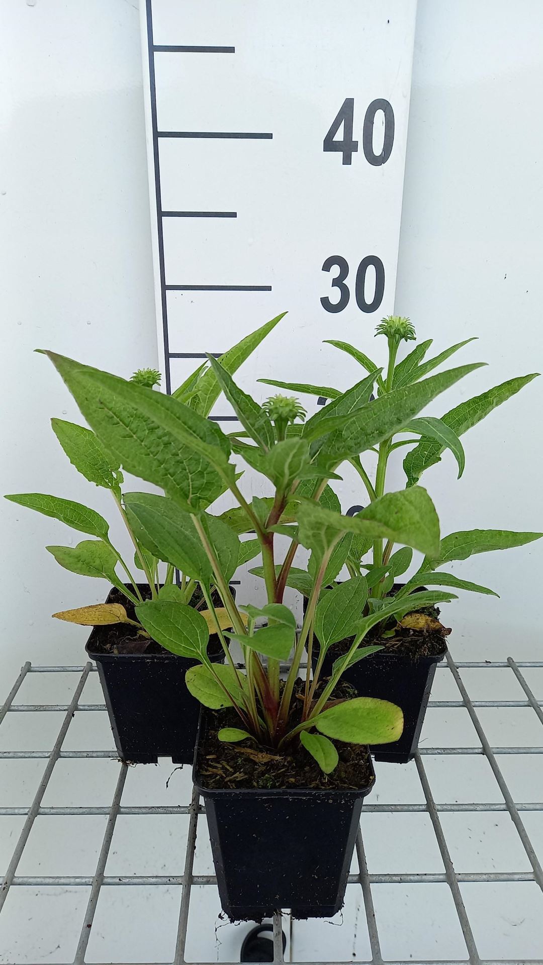Echinacea'Lakota Orange'- pot 9x9 cm - afbeelding