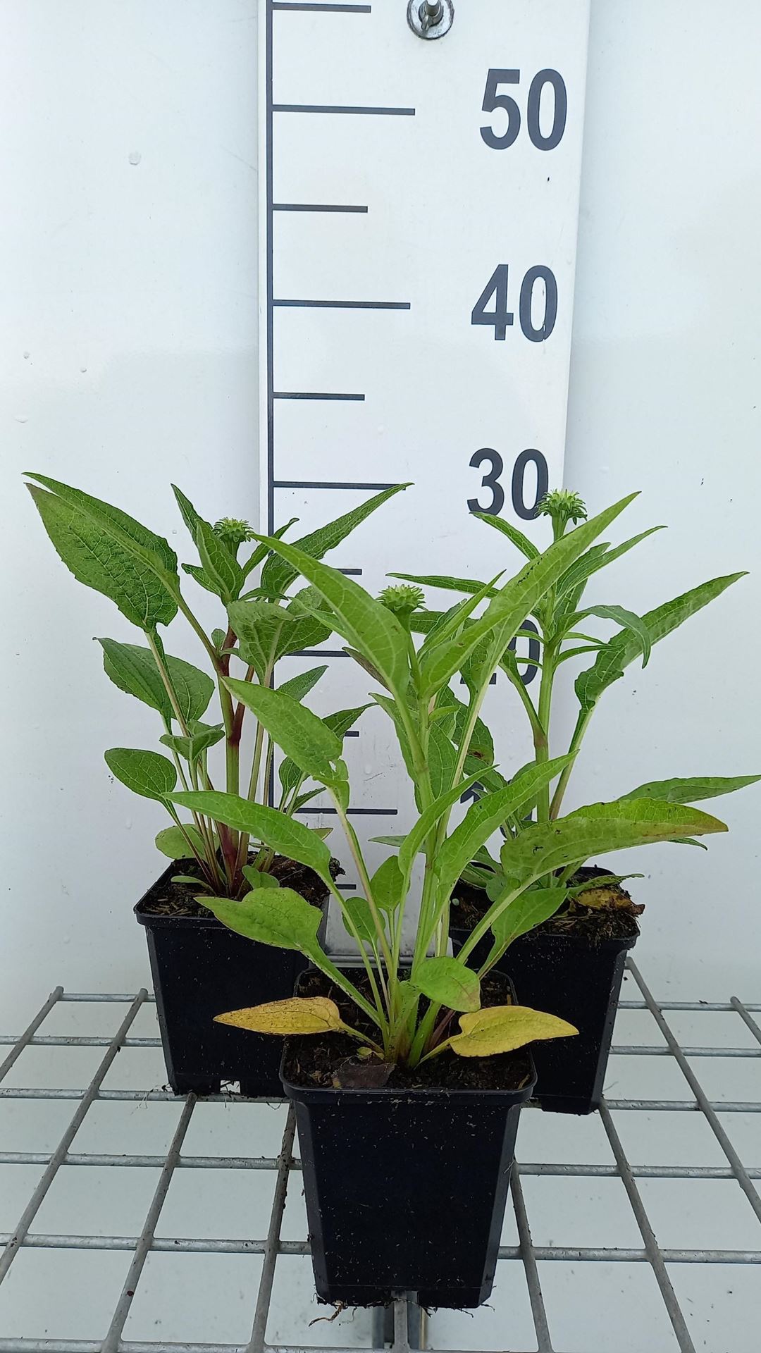 Echinacea'Lakota Red'- pot 9x9 cm afbeelding